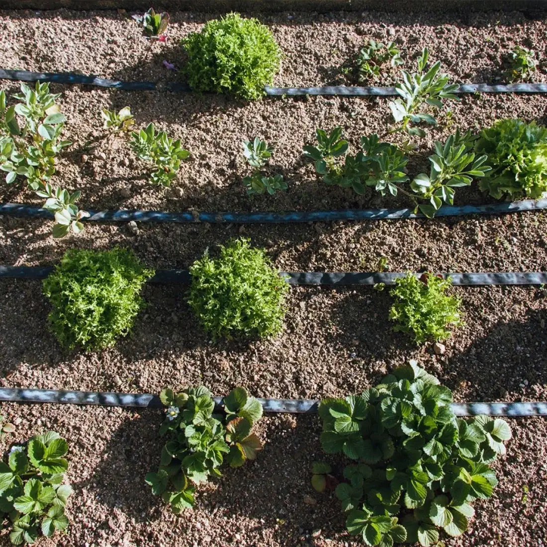 Tubería de Riego por Exudación en Rollo Garden Planeta Huerto 25 m 2 Tubería de Riego por Exudación en Rollo Garden Planeta Huerto 25 m - Imagen 2