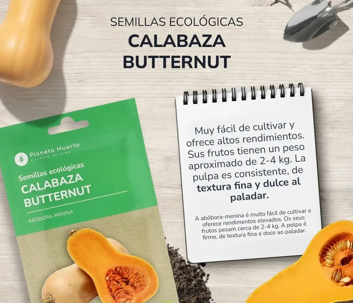 Semillas de Calabaza Butternut ecológicas Planeta Huerto 2 Semillas de Calabaza Butternut ecológicas Planeta Huerto - Imagen 2
