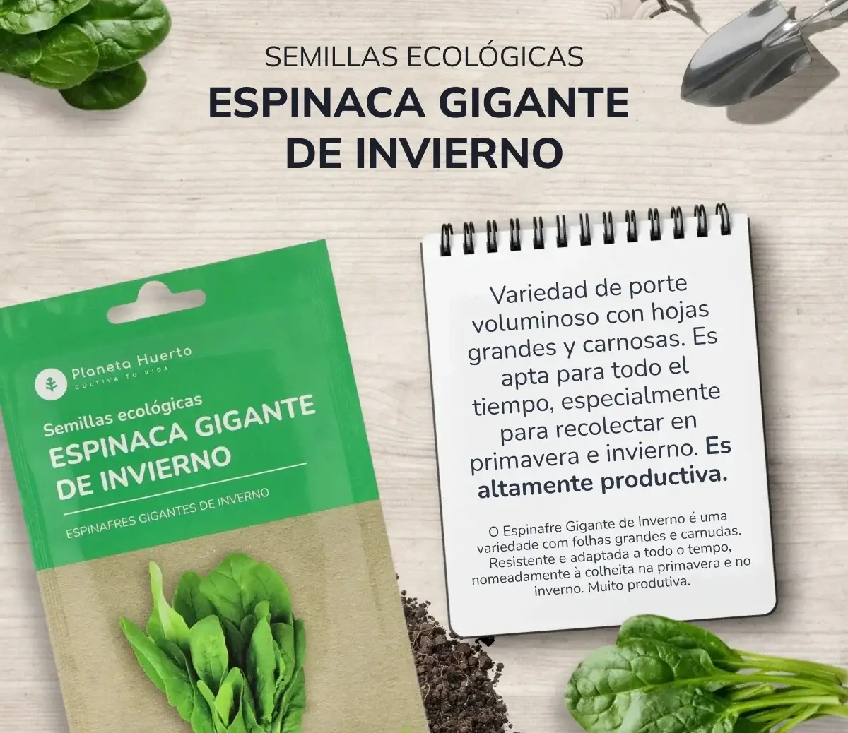 Semillas de Espinaca gigante de invierno ecológicas Planeta Huerto 3 Semillas de Espinaca gigante de invierno ecológicas Planeta Huerto - Imagen 3