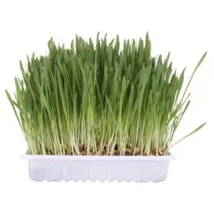 Hierba Gatos con Bandeja Trixie 100 g