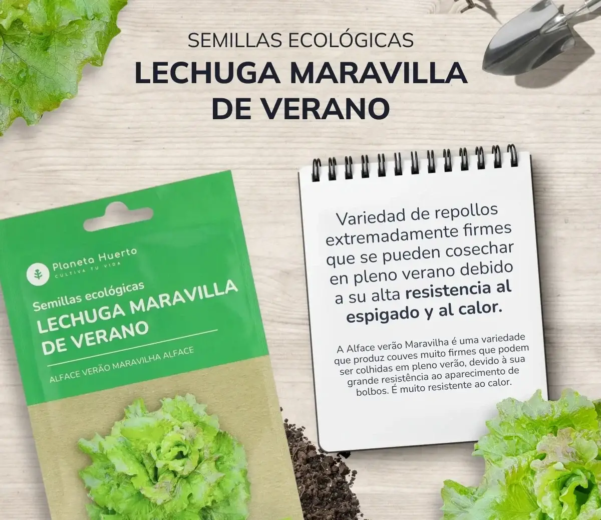 Semillas de Lechuga maravilla de verano ecológicas Planeta Huerto 3 Semillas de Lechuga maravilla de verano ecológicas Planeta Huerto - Imagen 3
