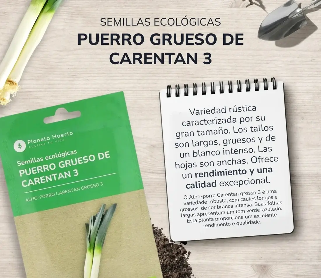 Semillas de Puerro grueso de Carentan ecológicas Planeta Huerto 3 Semillas de Puerro grueso de Carentan ecológicas Planeta Huerto - Imagen 3